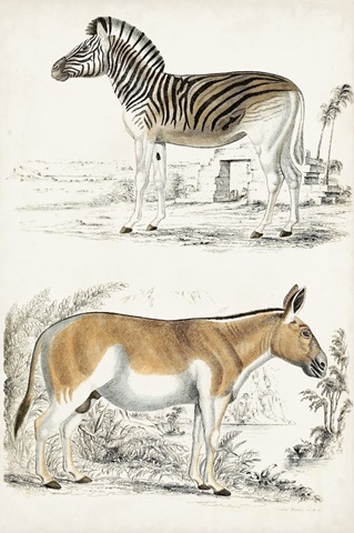 Journal of Natural History V