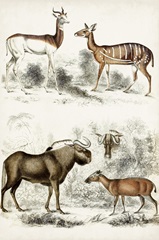 Journal of Natural History VI