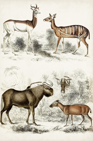 Journal of Natural History VI