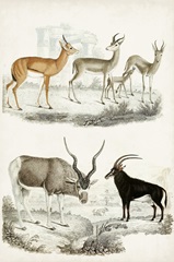 Journal of Natural History VIII
