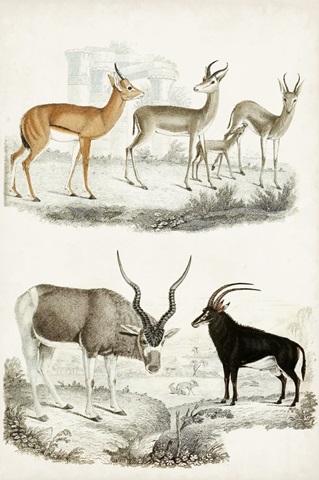 Journal of Natural History VIII