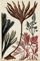 Coral & Seaweed Montage I