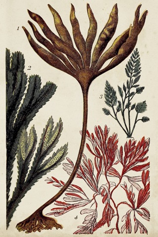 Coral & Seaweed Montage I