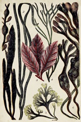 Coral & Seaweed Montage II