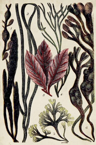 Coral & Seaweed Montage II