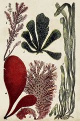 Coral & Seaweed Montage III