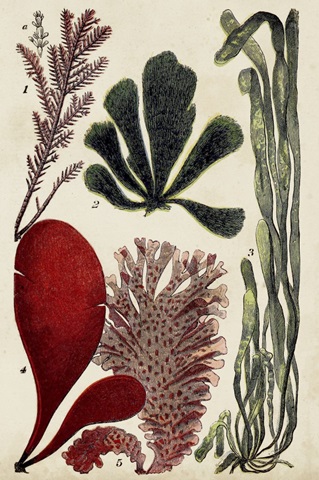 Coral & Seaweed Montage III