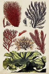 Coral & Seaweed Montage IV
