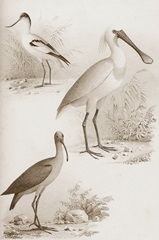 Sepia Water Birds II