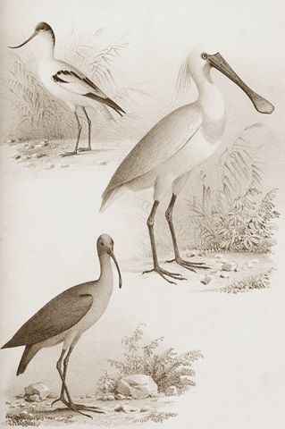 Sepia Water Birds II
