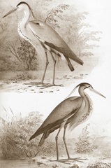 Sepia Water Birds III