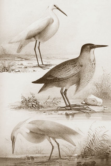 Sepia Water Birds IV