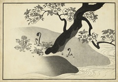 Japanese Cherry Blossom Tree A