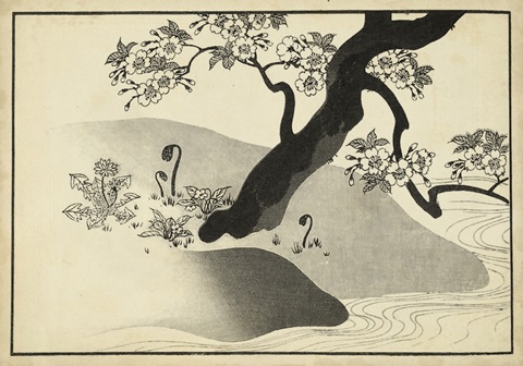 Japanese Cherry Blossom Tree A