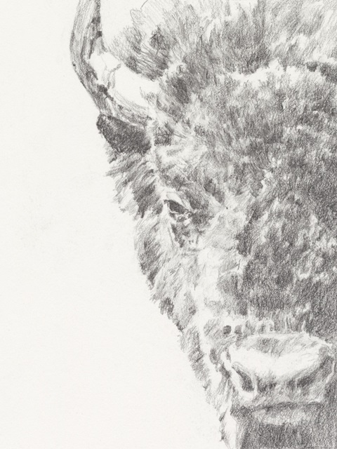 Graphite Bison Portrait I