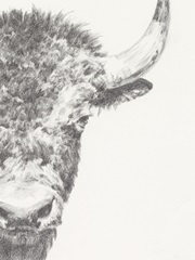 Graphite Bison Portrait II
