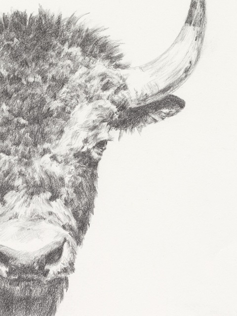 Graphite Bison Portrait II