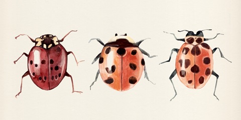 Ladybug Display I