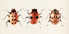 Ladybug Display II