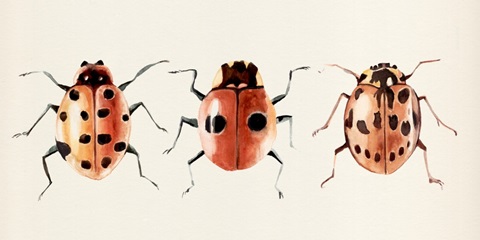 Ladybug Display II