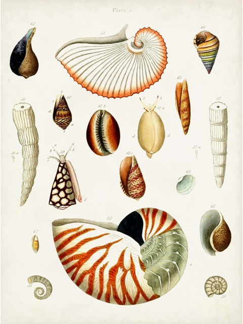 Antique Shell Collection I