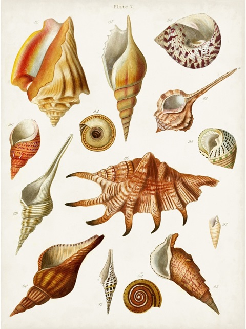 Antique Shell Collection II