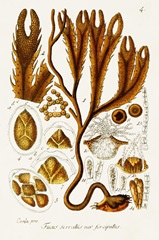Seaweed Illustration I