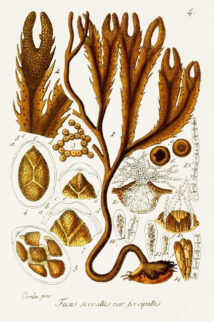 Seaweed Illustration I