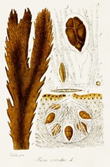 Seaweed Illustration II