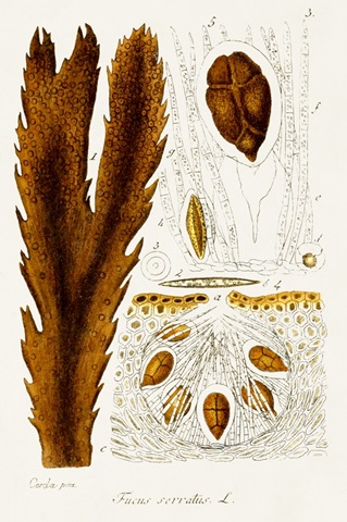 Seaweed Illustration II