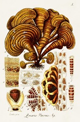 Seaweed Illustration III