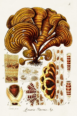 Seaweed Illustration III