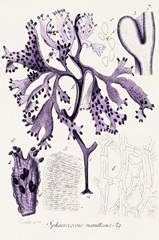 Seaweed Illustration IX