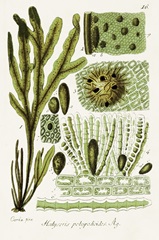 Seaweed Illustration V