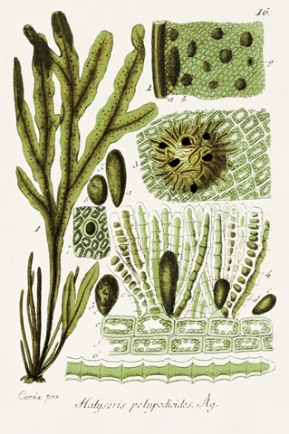 Seaweed Illustration V
