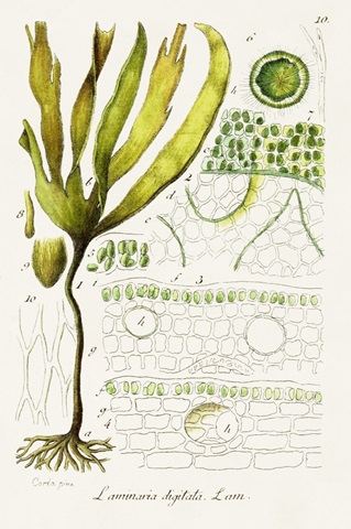 Seaweed Illustration VI