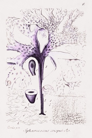 Seaweed Illustration VII