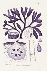 Seaweed Illustration VIII