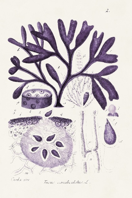 Seaweed Illustration VIII