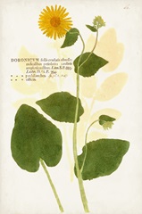 Nature Printed Botanicals I