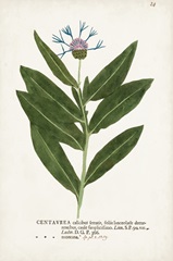 Nature Printed Botanicals II