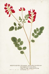 Nature Printed Botanicals III