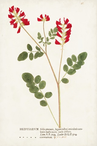 Nature Printed Botanicals III