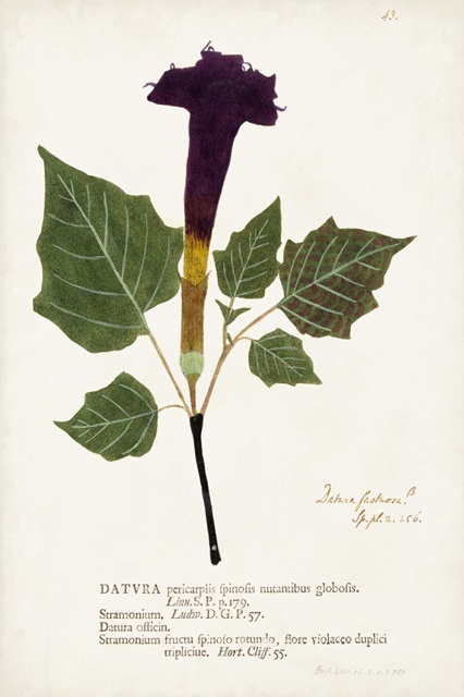 Nature Printed Botanicals IV