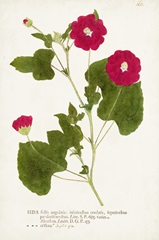 Nature Printed Botanicals IX