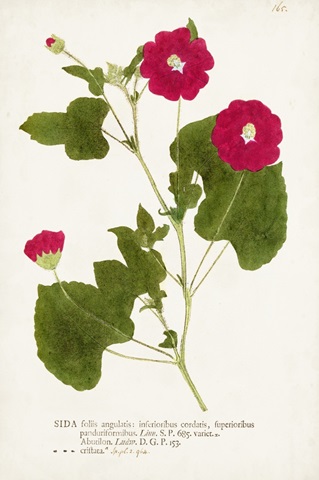 Nature Printed Botanicals IX