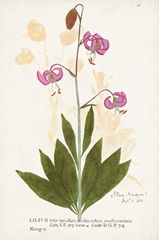 Nature Printed Botanicals V