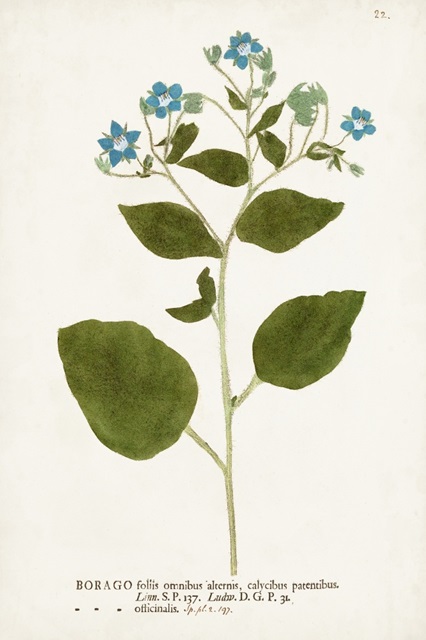 Nature Printed Botanicals VI