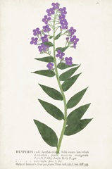 Nature Printed Botanicals VII