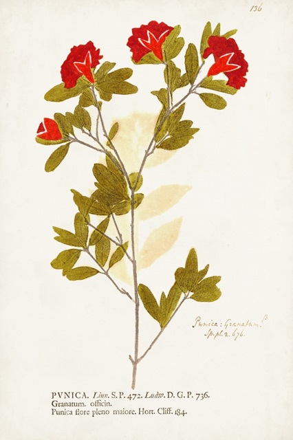 Nature Printed Botanicals VIII